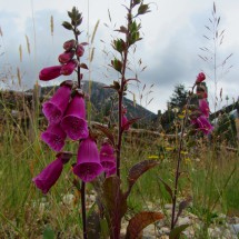 Pink flowers